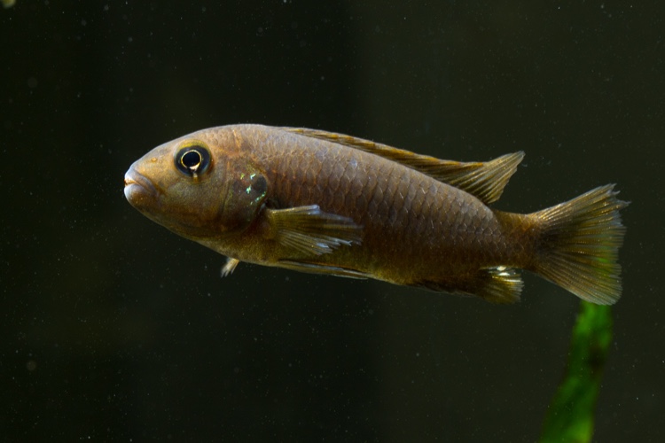 Pseudotropheus sp. 'polit' Lion's Cove